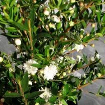 Мирт обыкновенный (Myrtus communis), сорт 