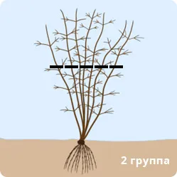 Обрезка клематиса