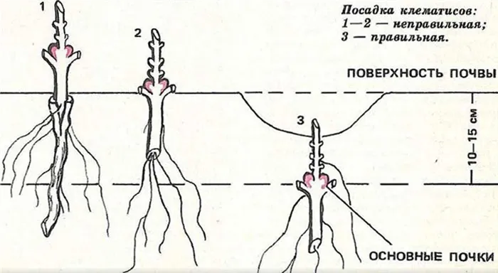 Схемы посадки клематисов