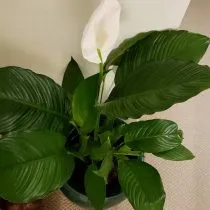 Спатифиллум обильноцветущий (Spathiphyllum floribundum) 