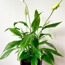 Спатифиллум ложковидный, или геликониелистный (Spathiphyllum cochlearispathum)