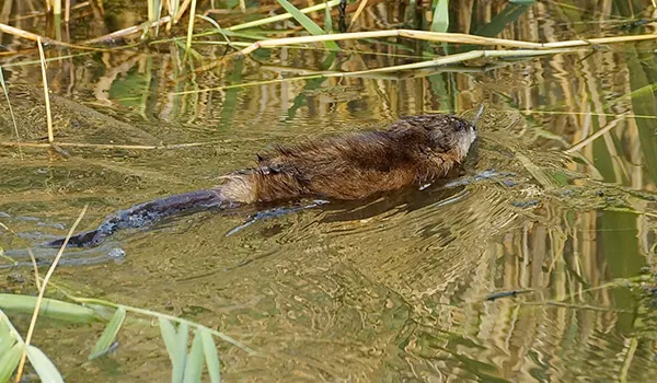 Фото: Большая водяная крыса