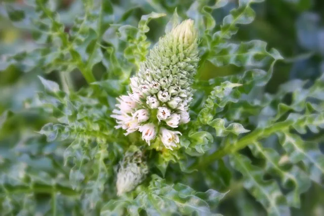 Резеда белая (Reseda alba)