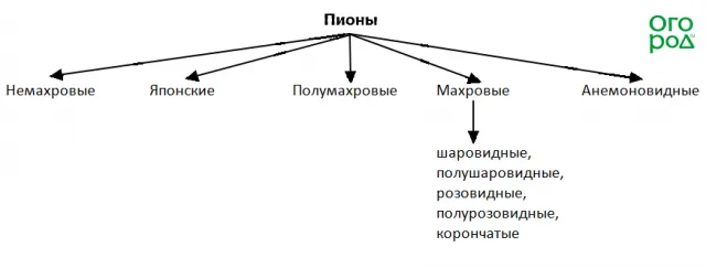 Разнообразие форм пиона