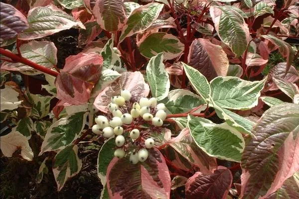 Дерен белый Sibirica Variegata цветет необильно, зато морозостоек. Фото с сайта mtdata.ru