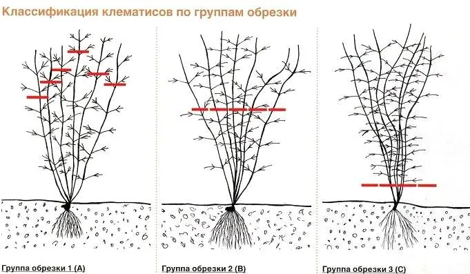 Клематисы: виды, популярные сорта, правила выращивания 6