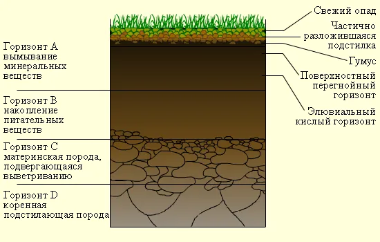 Типовая структура почвы