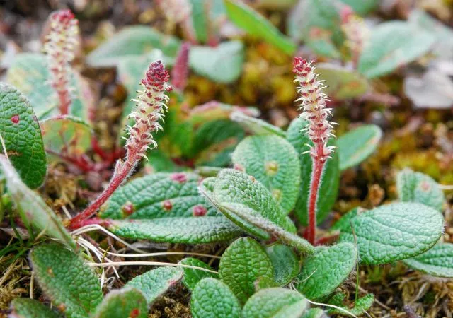 Ива сетчатая (Salix reticulata).