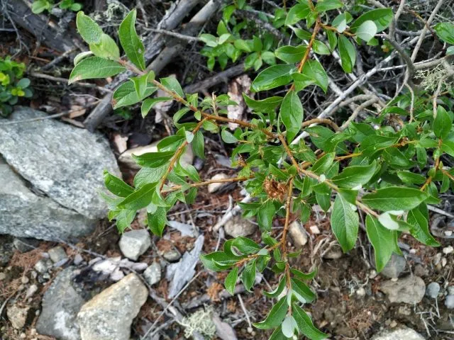 Ива растопыренная (Salix divaricata).