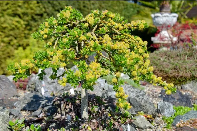 Ива деревцевидная (Salix arbuscula)