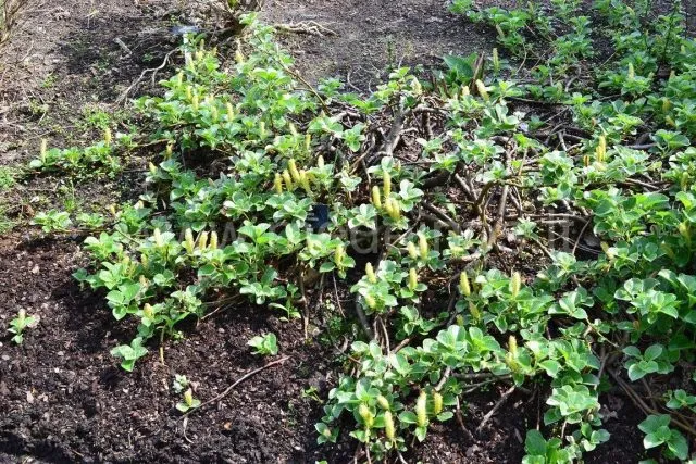 Ива курильская (Salix kurilensis)