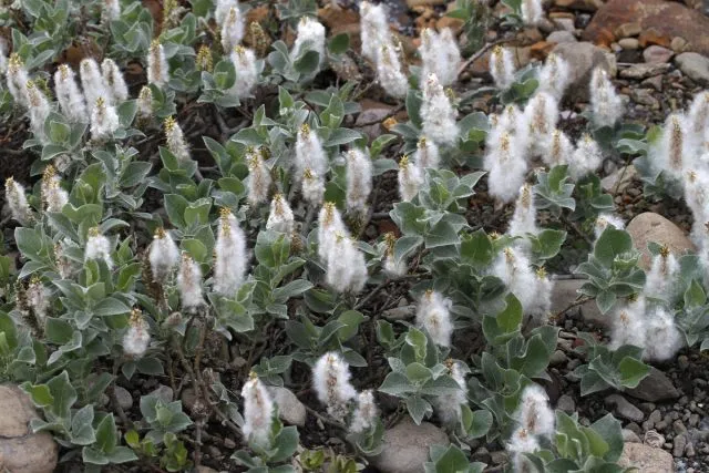 Ива мохнатая (Salix lanata)