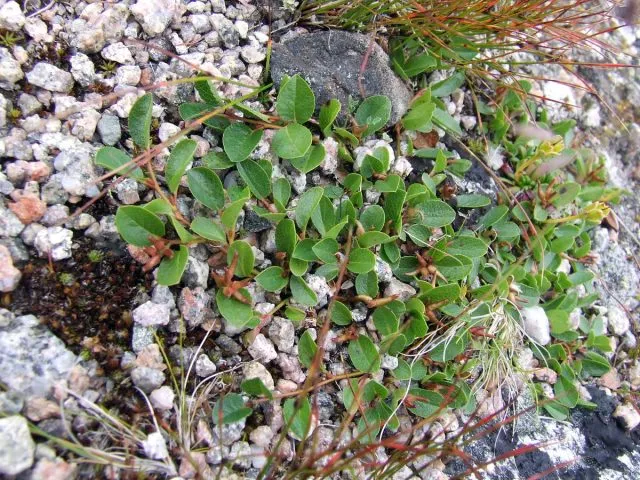 Ива монетовидная (Salix nummularia).