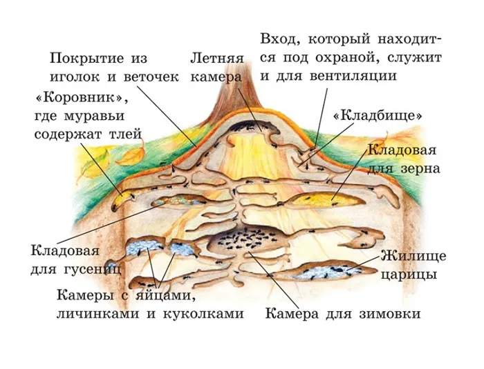 Жизнь муравьев очень организована и подчинена работе на воспроизводство. Источник: онлайн⁠-⁠энциклопедия Sitekid