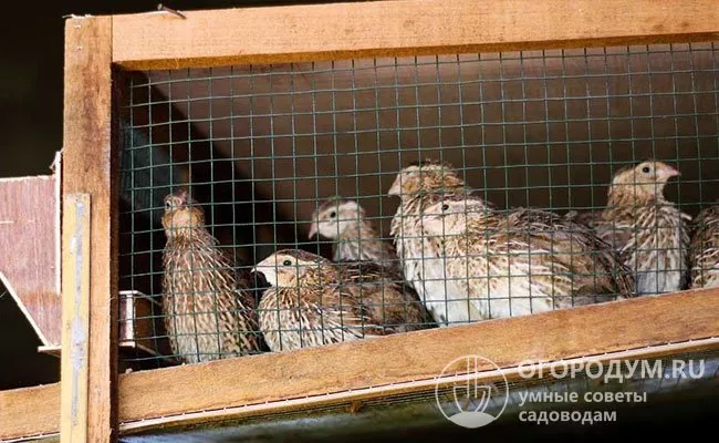 Всех непригодных для разведения самцов отбраковывают на мясо