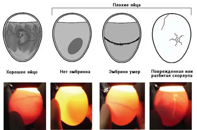 Плохие и хорошие яйца