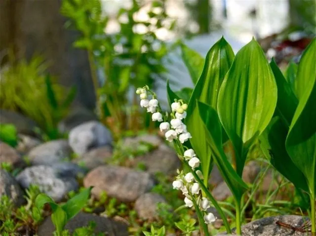 Ландыш майский (Convallaria majalis)