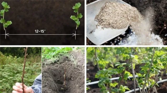 Как правильно размножить крыжовник летом черенками: поэтапное руководство