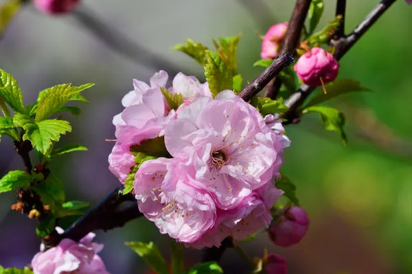 Миндаль трехлопастный (луизеания), сорт Плена (Prunus triloba Plena)