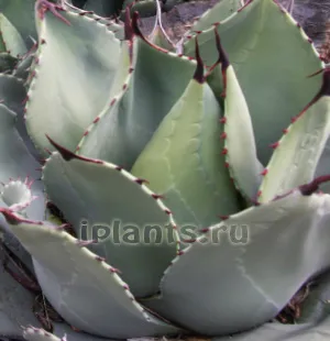 agave parryi