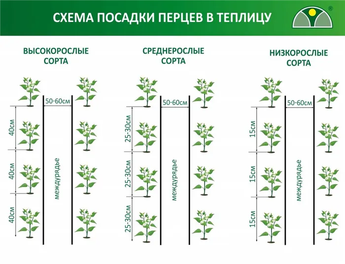 Схема посадки перцев