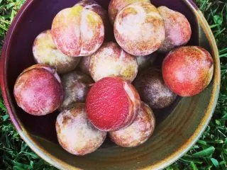 Плумкоты (Plumcot)