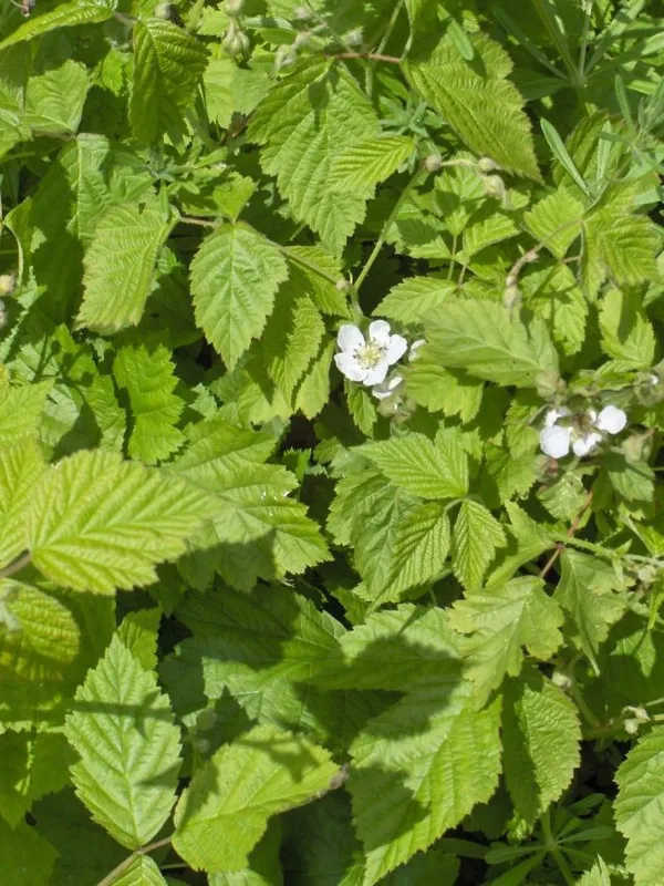 Ежевика (Rubus fruticosus L.)