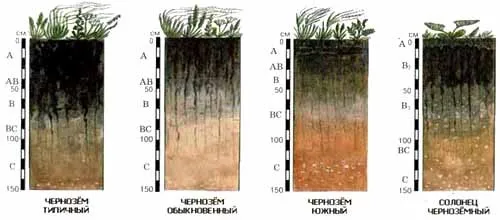 Классификация чернозема
