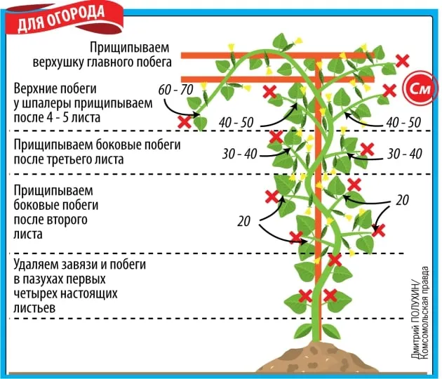 Формирование огурцов в открытом грунте