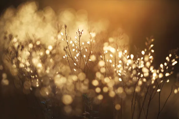 150901177-evening-bokeh-alyssum