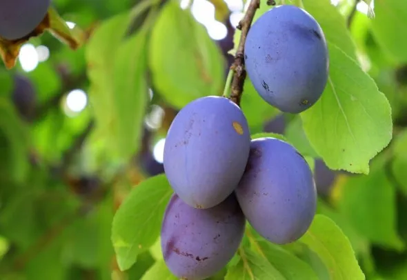 Алыча (Prunus cerasifera). Плоды