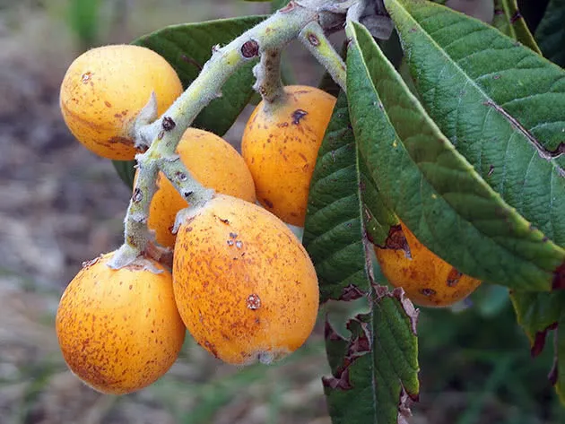 Мушмула японская (Eriobotrya japonica)