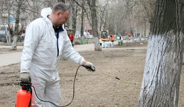 Побелка деревьев осенью: советы от агрономов 2