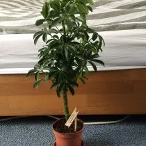 Шеффлера древесная (Schefflera arboricola)