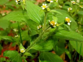 Галинзога четырехлучевая (Galinsoga quadriradiata)