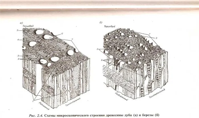 Обзор физических свойств древесины 5