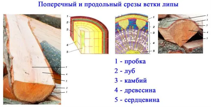 Обзор физических свойств древесины 21