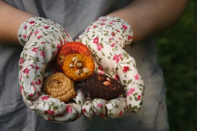 Луковицы гладиолусов с ростками