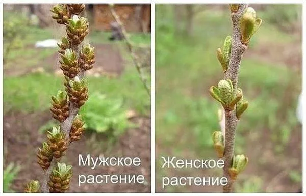 Мужское и женское растение облепихи. Фото с сайта pstroit.ru