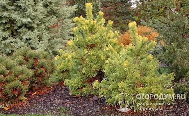 Сосна обыкновенная (Pinus sylvestris) довольно чувствительна к загрязнению воздуха, требует хорошего освещения.