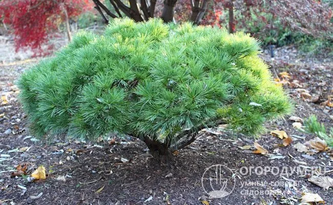 Продолжительность жизни сосны Веймутова (Pinus strobus) – около 400 лет.