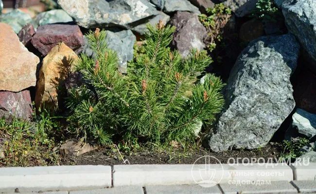 Отдельные представители вида Pinus mugo способны развиваться на одном месте до 1000 лет.