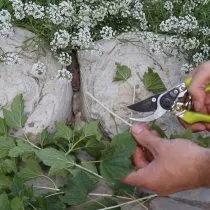 Подходящие побеги для размножения обрезаем с верхушек более старых ветвей. Нижний срез делаем под углом 45 градусов на 1 см ниже почки, а верхнюю часть срезаем прямо