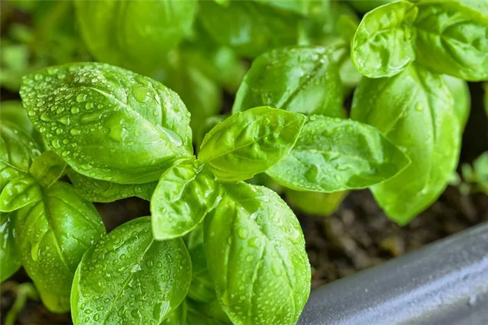 basil-lemon