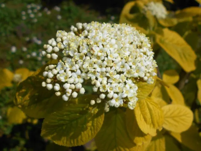 Калина гордовина Ауреум (Viburnum Lantana 'Aureum')