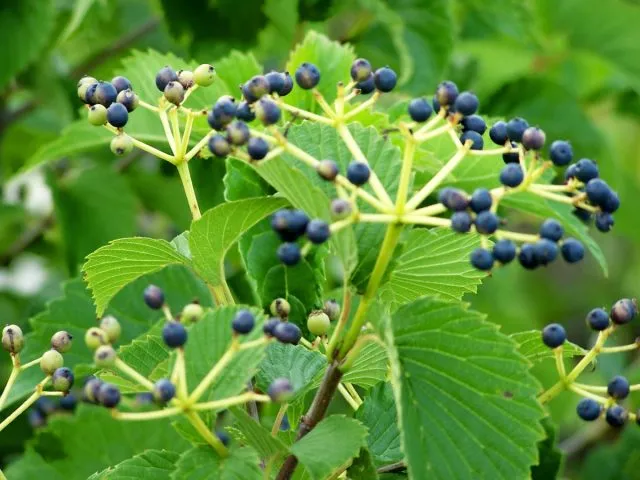 Калина зубчатая Блю Маффин (Viburnum dentatum 'Blue Muffin')