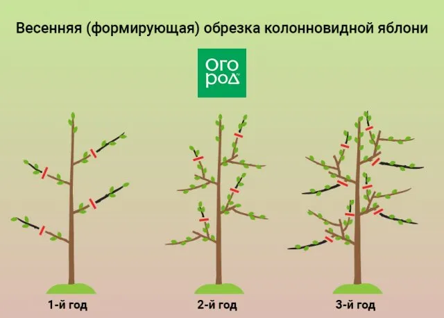 Весенняя формирующая обрезка колонновидной яблони