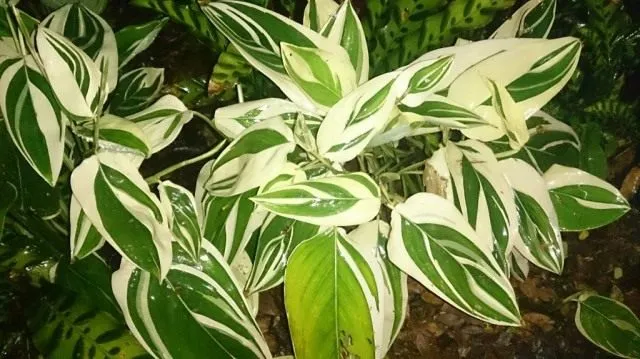 Маранта тростниковидная пёстролистная, вариегата (Maranta arundinacea)