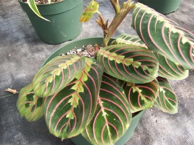 Маранта беложилковатая, разновидность массангенская (Maranta leuconeura var. massangeana)