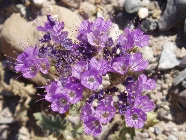 Фацелия городчатая (Phacelia crenulata)